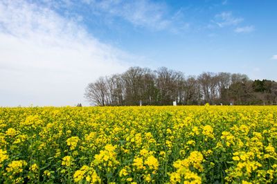 Scenic view of oilseed rape field against sky