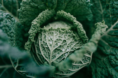 Close-up of plant