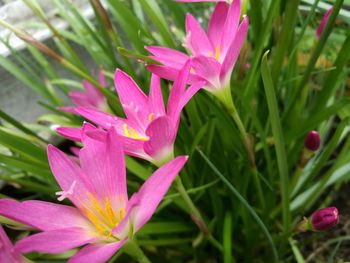 Close-up of pink flower blooming outdoors