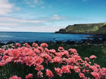 Close-up of flowers in sea