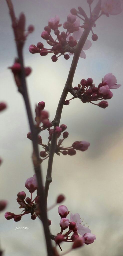 flower, freshness, fragility, growth, petal, pink color, beauty in nature, branch, bud, twig, close-up, nature, focus on foreground, stem, blossom, in bloom, flower head, plant, blooming, springtime