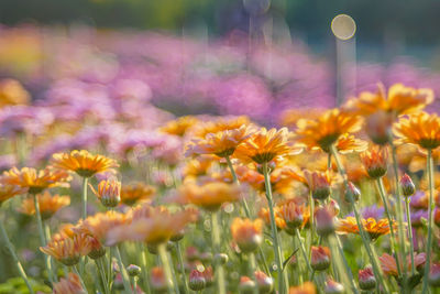 Close-up of fresh yellow flowers in field