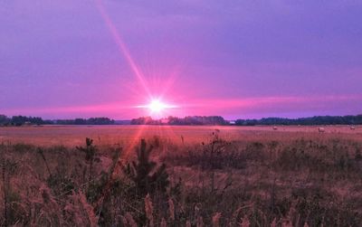 Sunset over field