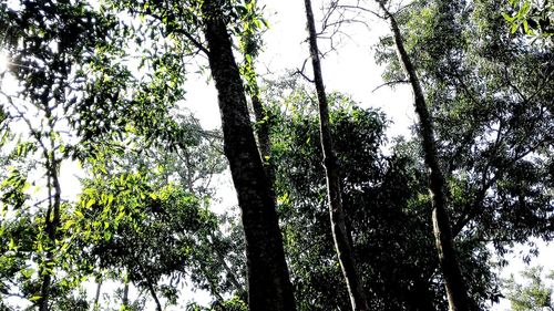 Low angle view of trees in forest