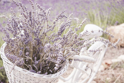 Close-up of flowering plant in basket on field. lavender 
