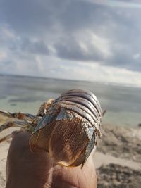 Close-up of hand holding shell at beach against sky