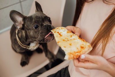 Unrecognisable woman feeding her pet with pizza, small french bulldog eating human food