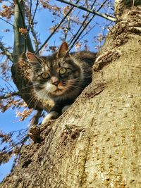 Low angle view of squirrel on tree trunk