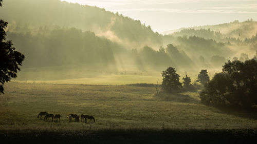 Cows grazing on field against sky