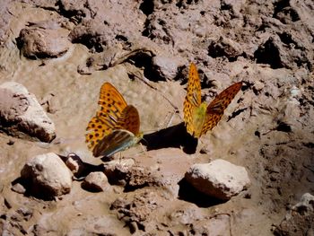 High angle view of lizard on sand