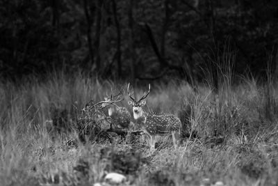 Deer in a field