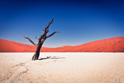 Bare tree on sand dune against clear blue sky