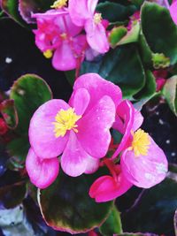 Close-up of pink flowers blooming outdoors