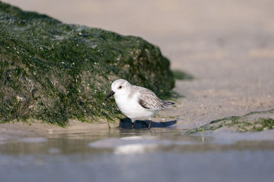 Close-up of seagull perching on a lake