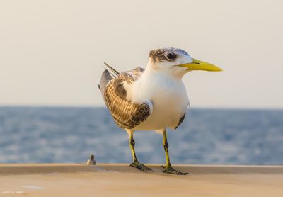 Seagull on a beach