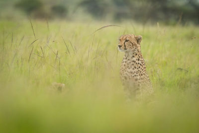 Cheetah sitting in blurred grass looking left