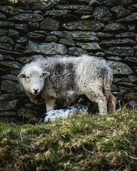 Sheep in a field