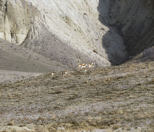 View of birds on rock