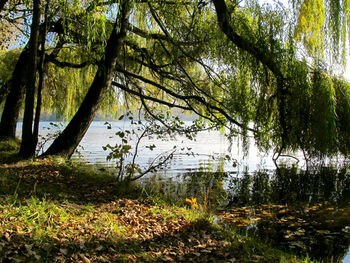 Scenic view of lake amidst trees in forest