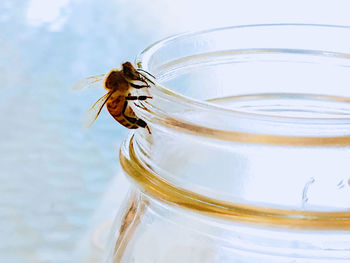 Close-up of bee on jar