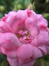 Close-up of pink flowers blooming outdoors