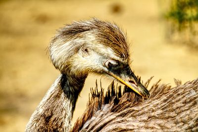 Close-up of bird