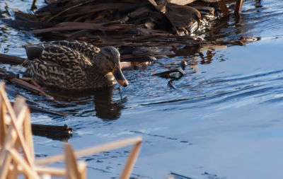 Birds in water