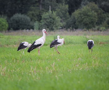 Migrating wild storks in a field, geneva, switzerland