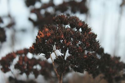 Close-up of plant against blurred background