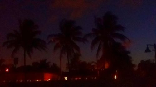 Palm trees against sky at night