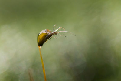 Close-up of insect on plant