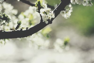 Close-up of flowers on tree branch