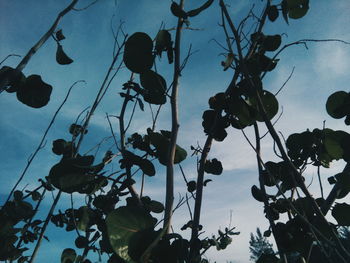 Low angle view of silhouette tree against sky