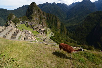 High angle view of llama on mountain at machu picchu