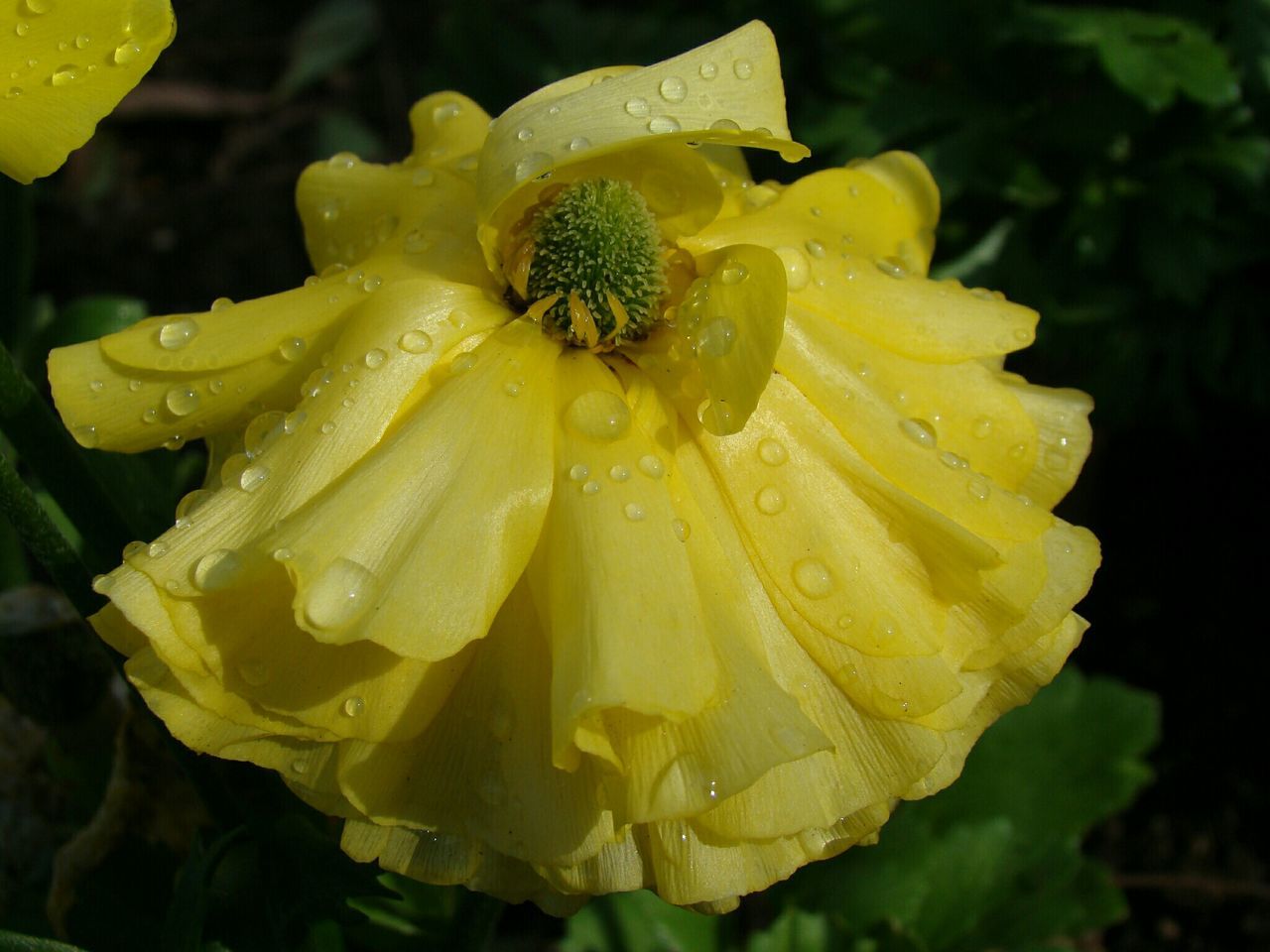 flower, petal, freshness, flower head, drop, fragility, wet, water, close-up, beauty in nature, yellow, growth, single flower, blooming, dew, nature, focus on foreground, plant, in bloom, raindrop