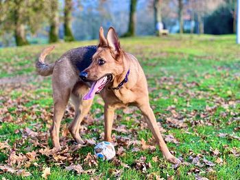 Dogs running on field