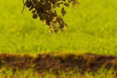 Autumn leaves on tree