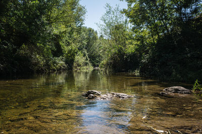 View of a lake in forest