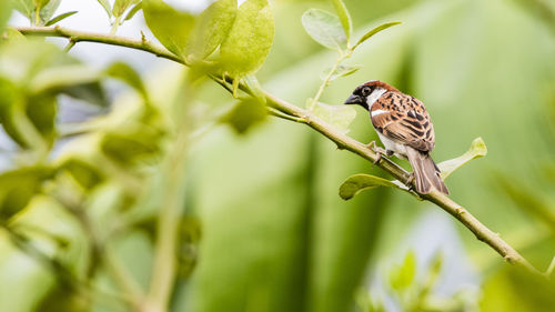 Bird perching on a branch