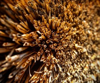 Close-up of dried plant