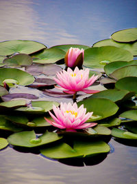 Close-up of lotus in pond