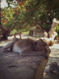 View of a cat resting on tree