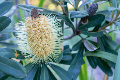 Close-up of white flowering plant