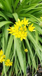 Close-up of yellow flowering plant on field