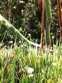 Plants growing on field