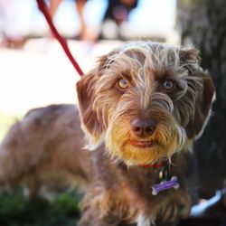 Close-up portrait of dog