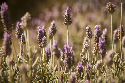 Close-up of purple flowering plants on field