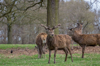 Deer standing in a field