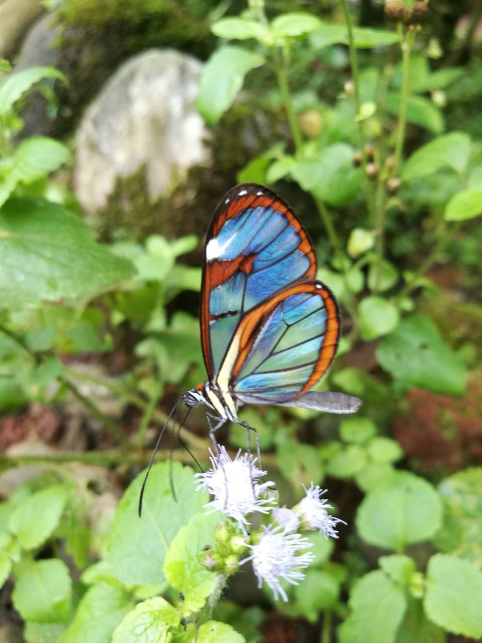 CLOSE-UP OF BUTTERFLY ON GREEN FLOWER