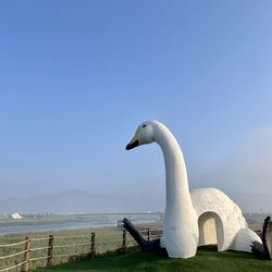 swan